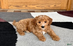 Cavapoo dogs for sale: Perry F1b - Image 7