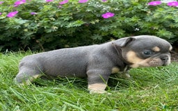 French Bulldog dogs for sale: Harriet - Image 8