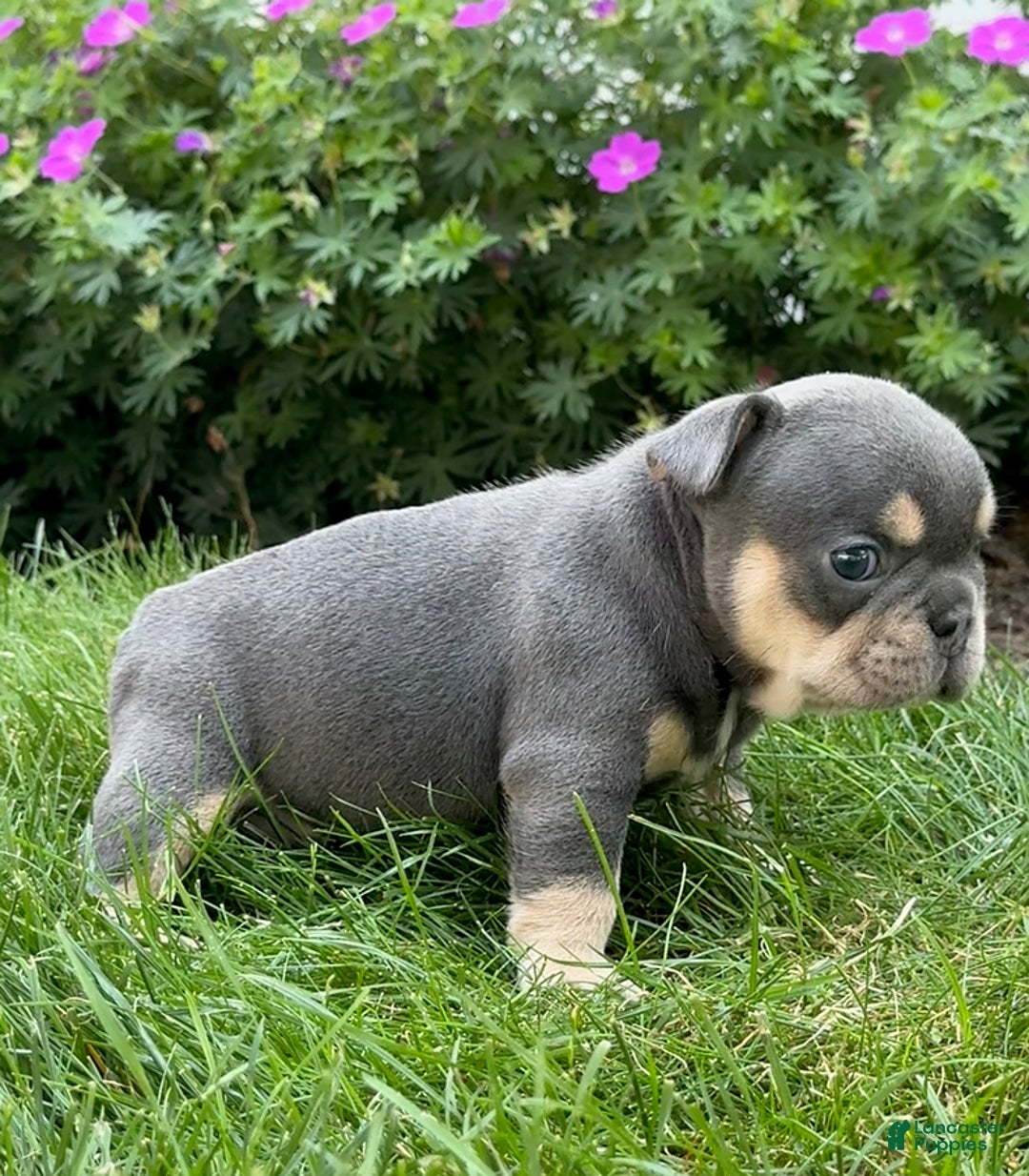 French Bulldog dogs for sale: Harriet - Image 8