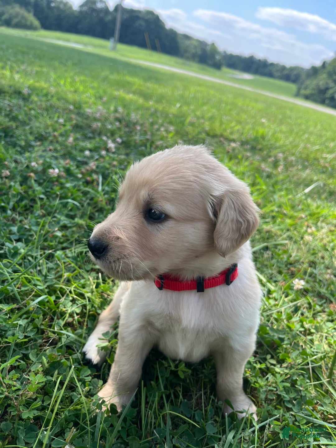 Golden Retriever dogs for sale: Red - Image 3