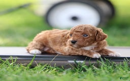 Toy Poodle dogs for sale: Misty - Image 3