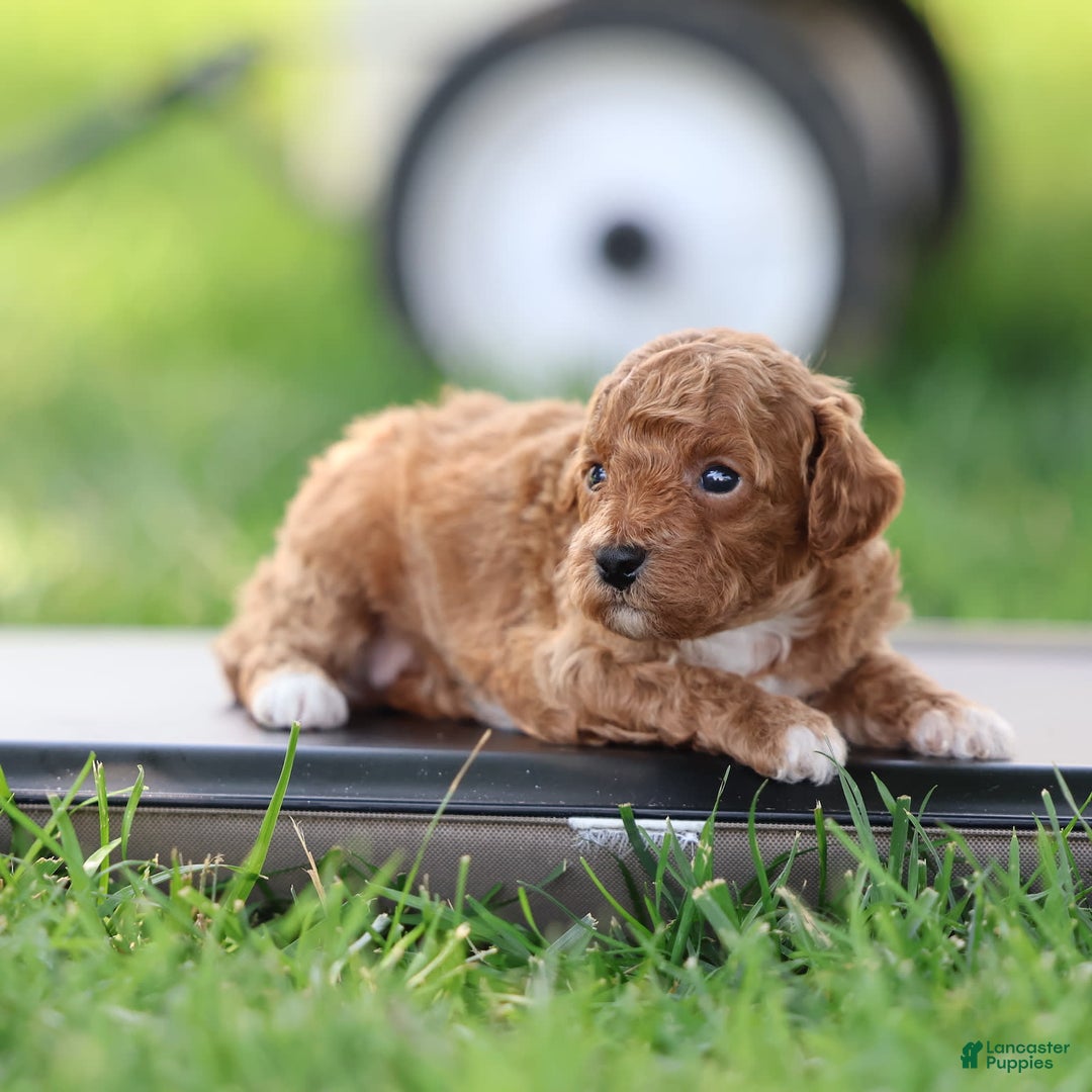 Toy Poodle dogs for sale: Misty - Image 3