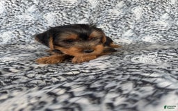 Morkie dogs for sale: Ranger - Image 3