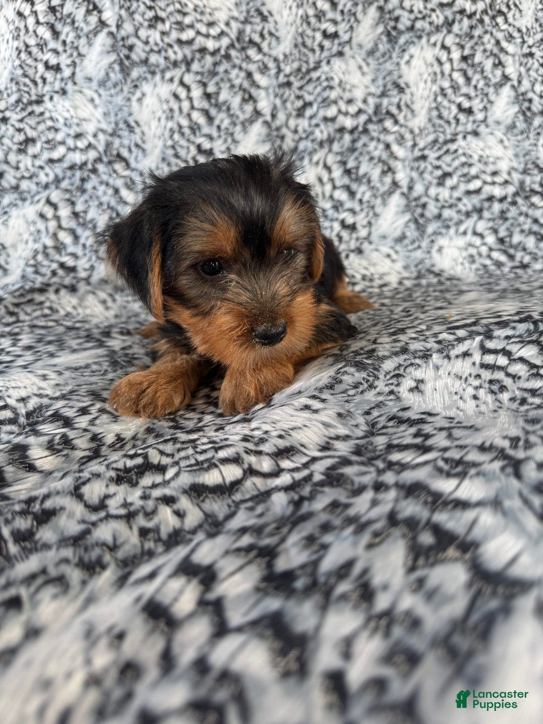 Morkie dogs for sale: Ranger - Image 3