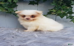 Pomeranian dogs for sale: Brody - Image 3