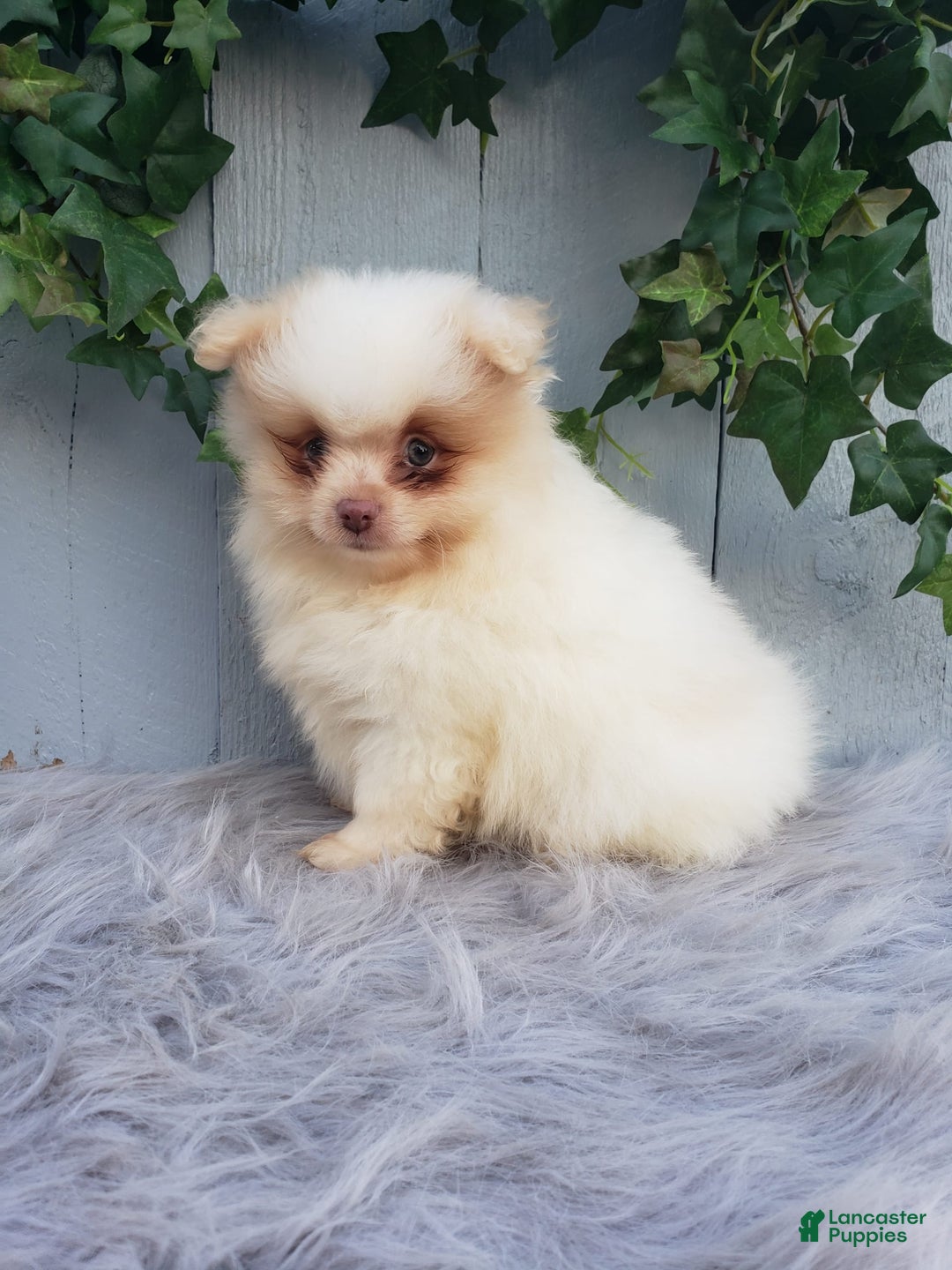 Pomeranian dogs for sale: Brody - Image 3