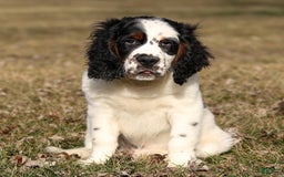 Saint Berdoodles dogs for sale: Buddy - Image 17