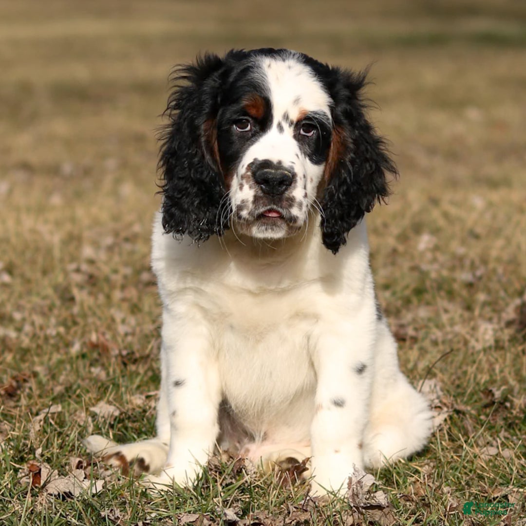 Saint Berdoodles dogs for sale: Buddy - Image 17