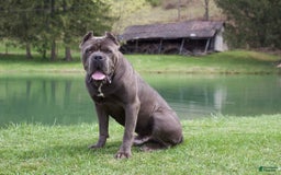 Cane Corso dogs for sale: Chief - Image 9