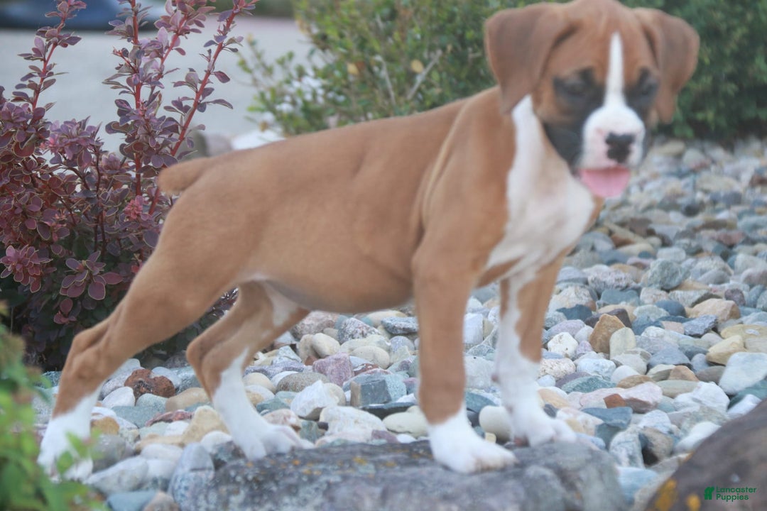 Boxer dogs for sale: Stacy - Image 3