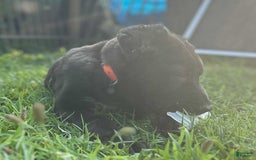 Central Asian Shepherd dogs for sale: archer - Image 1