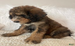 Bernedoodle dogs for sale: Blueberry Blitz - Image 7