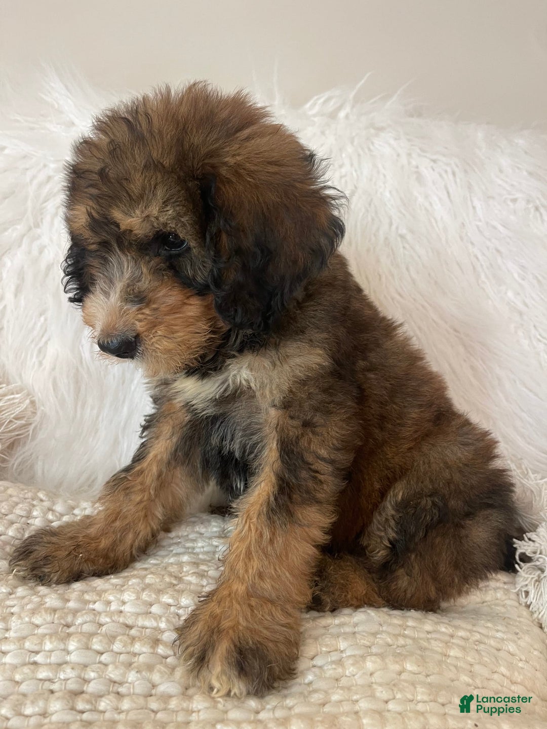 Bernedoodle dogs for sale: Blueberry Blitz - Image 7