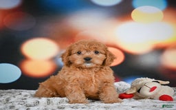 Cavapoo dogs for sale: Lance - Image 1