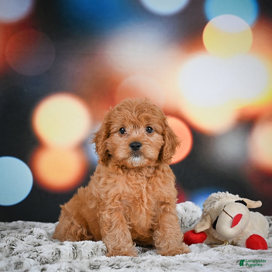 Cavapoo dogs for sale: Lance - Image 1