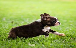 Boston Terrier dogs for sale: Darla - Image 10