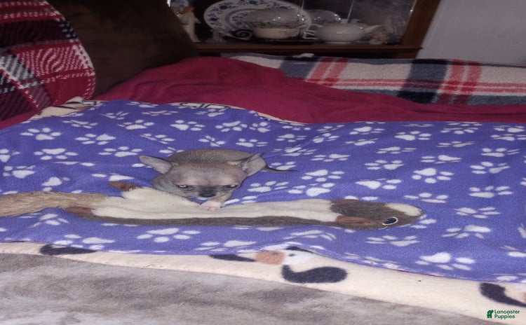 Chihuahua dogs for sale - Ad 3