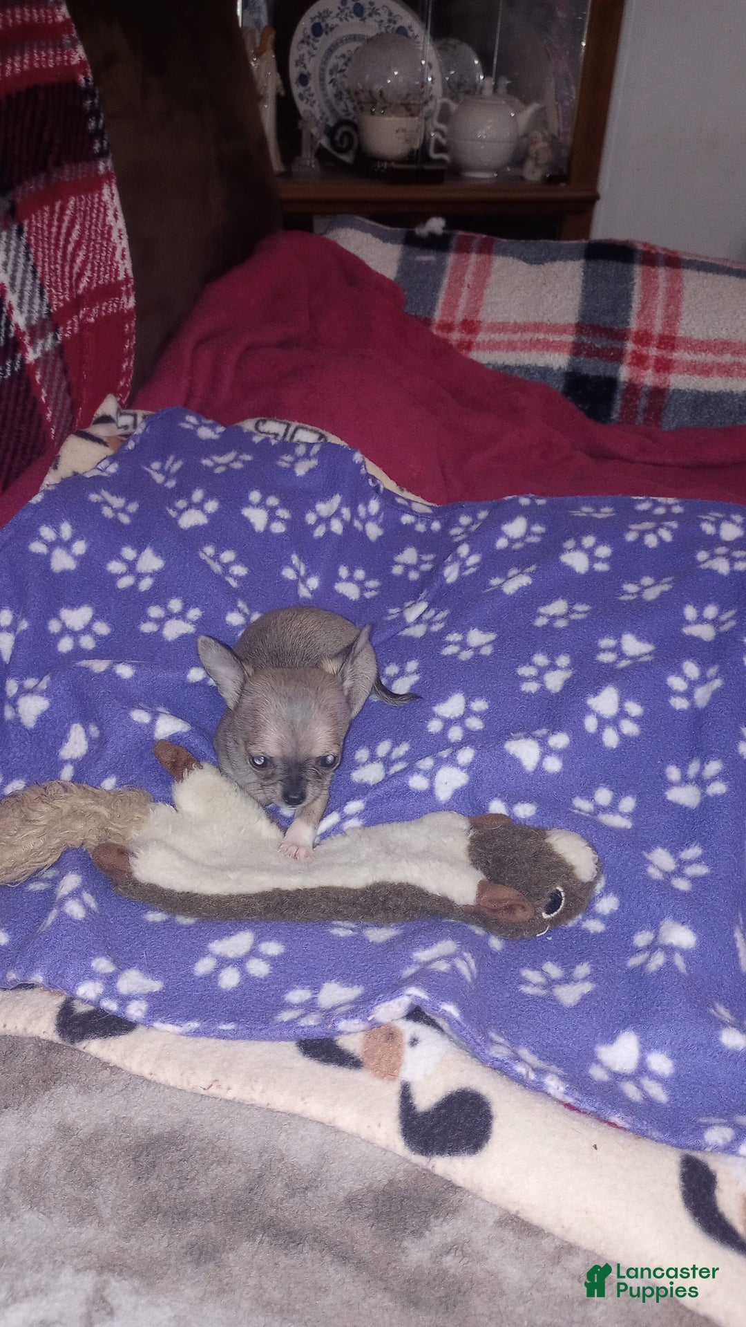 Chihuahua dogs for sale: Sophie - Image 1