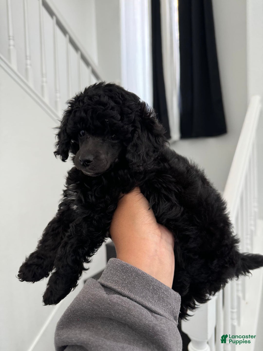 Miniature Poodle dogs for sale: Black Widow - Image 9