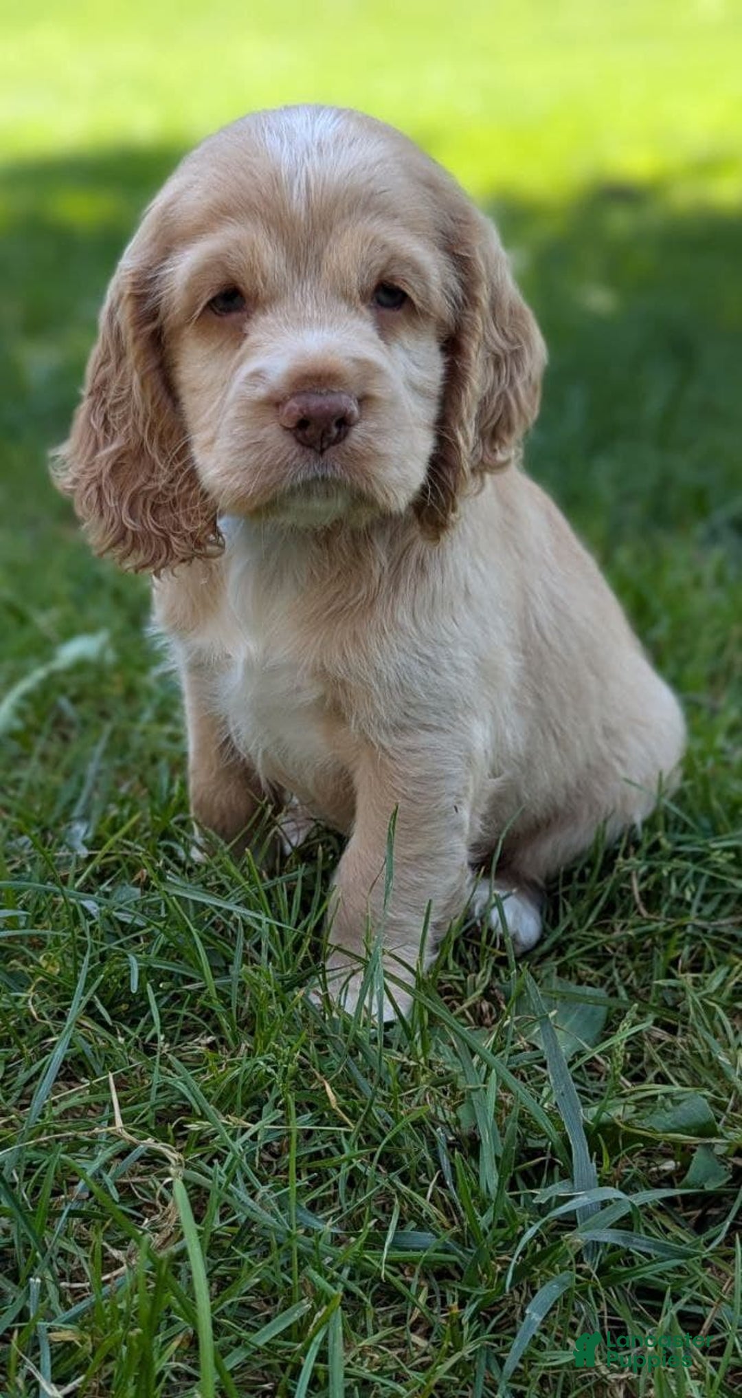 Cocker Spaniel dogs for sale: Sugar - Image 2