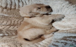 Golden Retriever dogs for sale: Pixie - Image 17