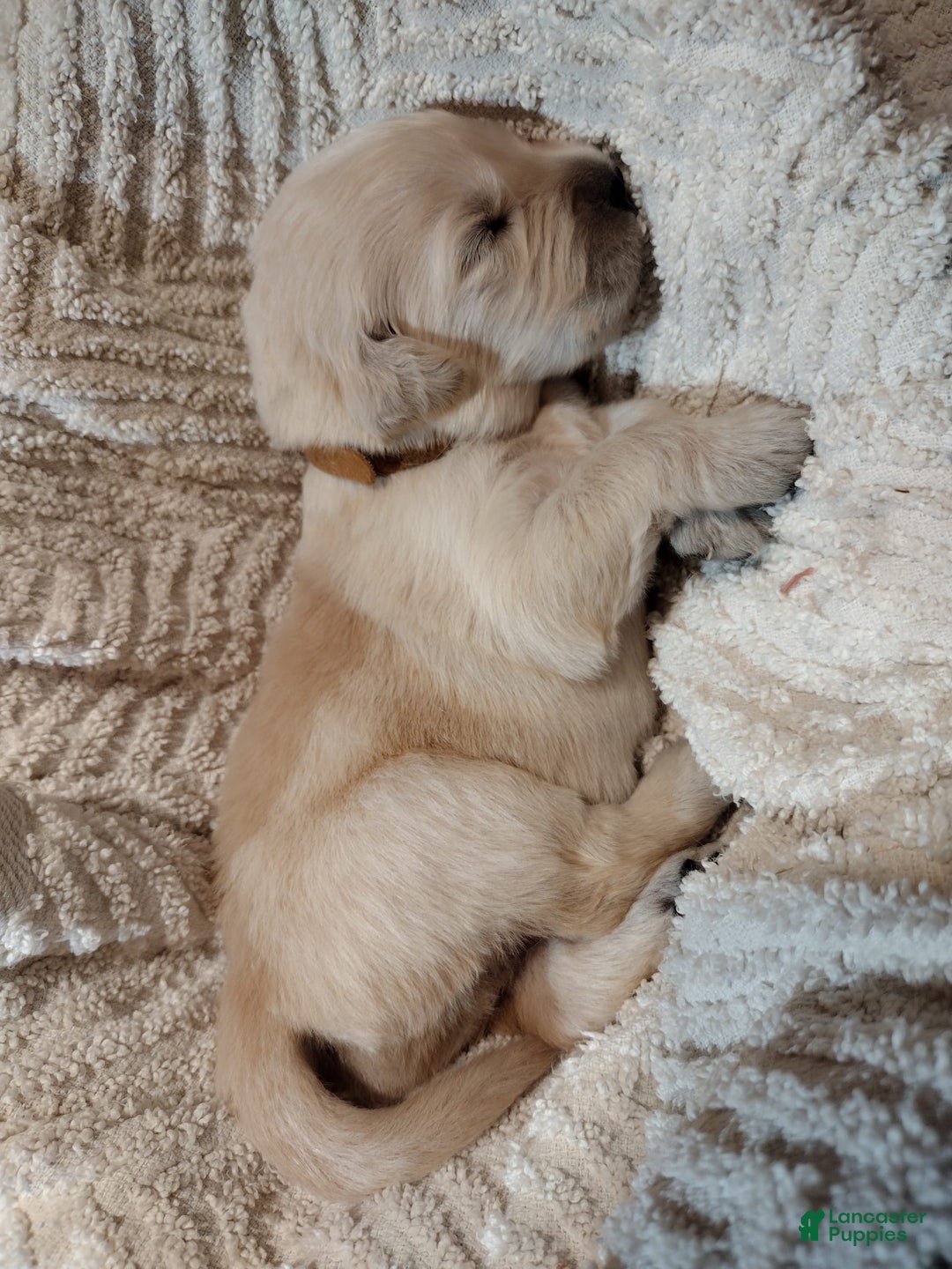 Golden Retriever dogs for sale: Pixie - Image 17