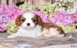 Cavalier King Charles Spaniel dogs for sale: Vance - Image 1