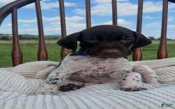 German Shorthaired Pointer dogs for sale: Festus - Image 4