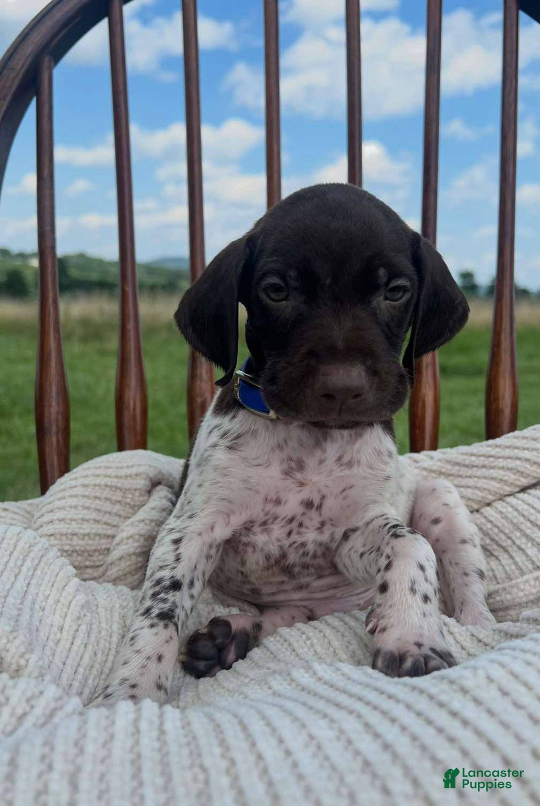 German Shorthaired Pointer dogs for sale: Festus - Image 4