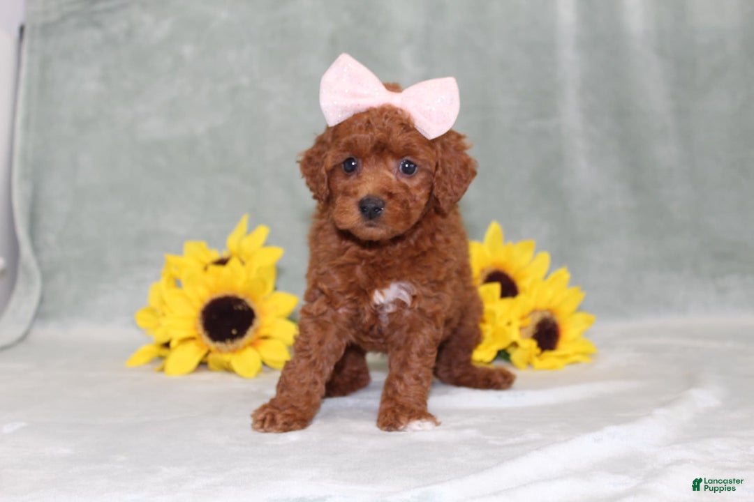 Miniature Poodle dogs for sale: Violet - Image 6