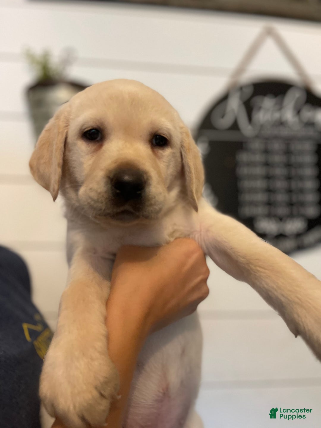 Labrador Retriever dogs for sale: Frannie - Image 5
