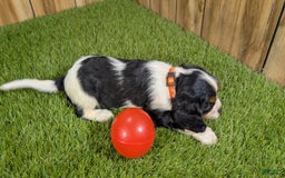 Cavalier King Charles Spaniel dogs for sale: Stardust Girl 2 - Image 5