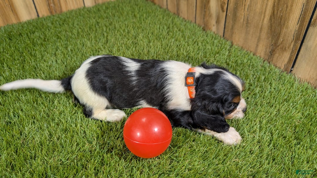 Cavalier King Charles Spaniel dogs for sale: Stardust Girl 2 - Image 5