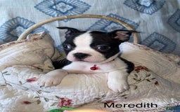 Boston Terrier dogs for sale: Boston Terrier 4 puppies - Image 1