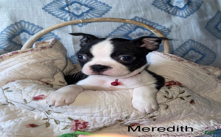 Boston Terrier dogs for sale - Ad 3