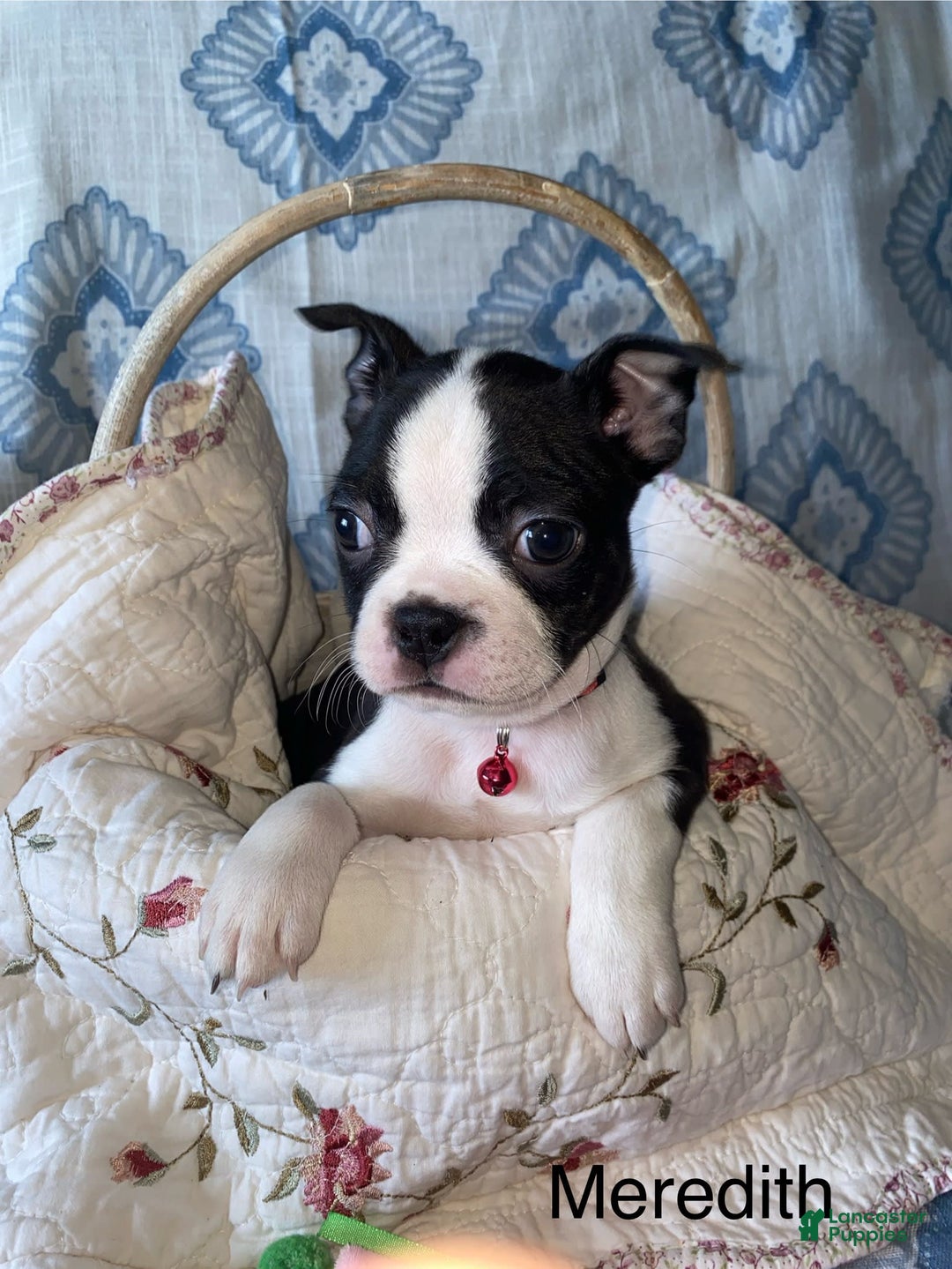 Boston Terrier dogs for sale: Boston Terrier 4 puppies - Image 1