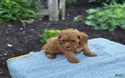 Toy Poodle dogs for sale: Jinger - Image 6