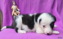 Border Collie dogs for sale: I-dog - Image 11