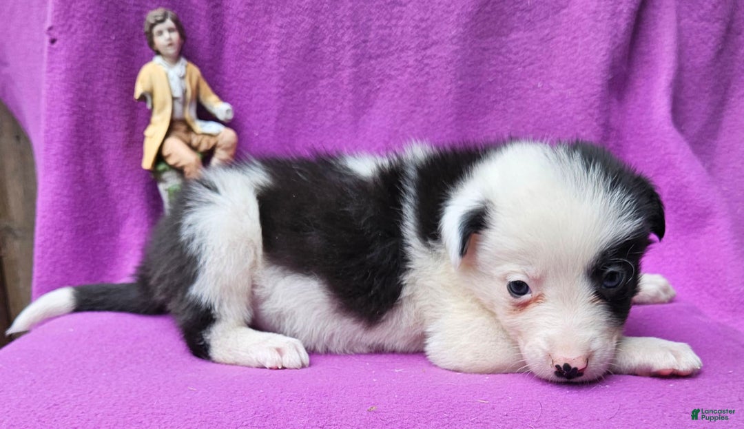Border Collie dogs for sale: I-dog - Image 11