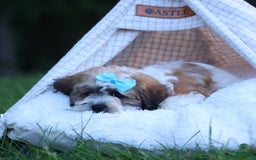 Shihpoo dogs for sale: Hunter - Image 1