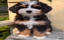Mini Bernedoodle dogs for sale: 💜 Boston Ma 💜 Mini Bernedoodle - Image 19