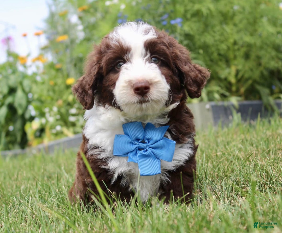 Mini Aussiedoodle dogs for sale: Mini Aussiedoodle 6 puppies - Image 3