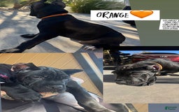 Cane Corso dogs for sale: Orange - Image 1