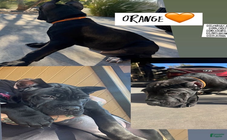 Cane Corso dogs for sale - Ad 3