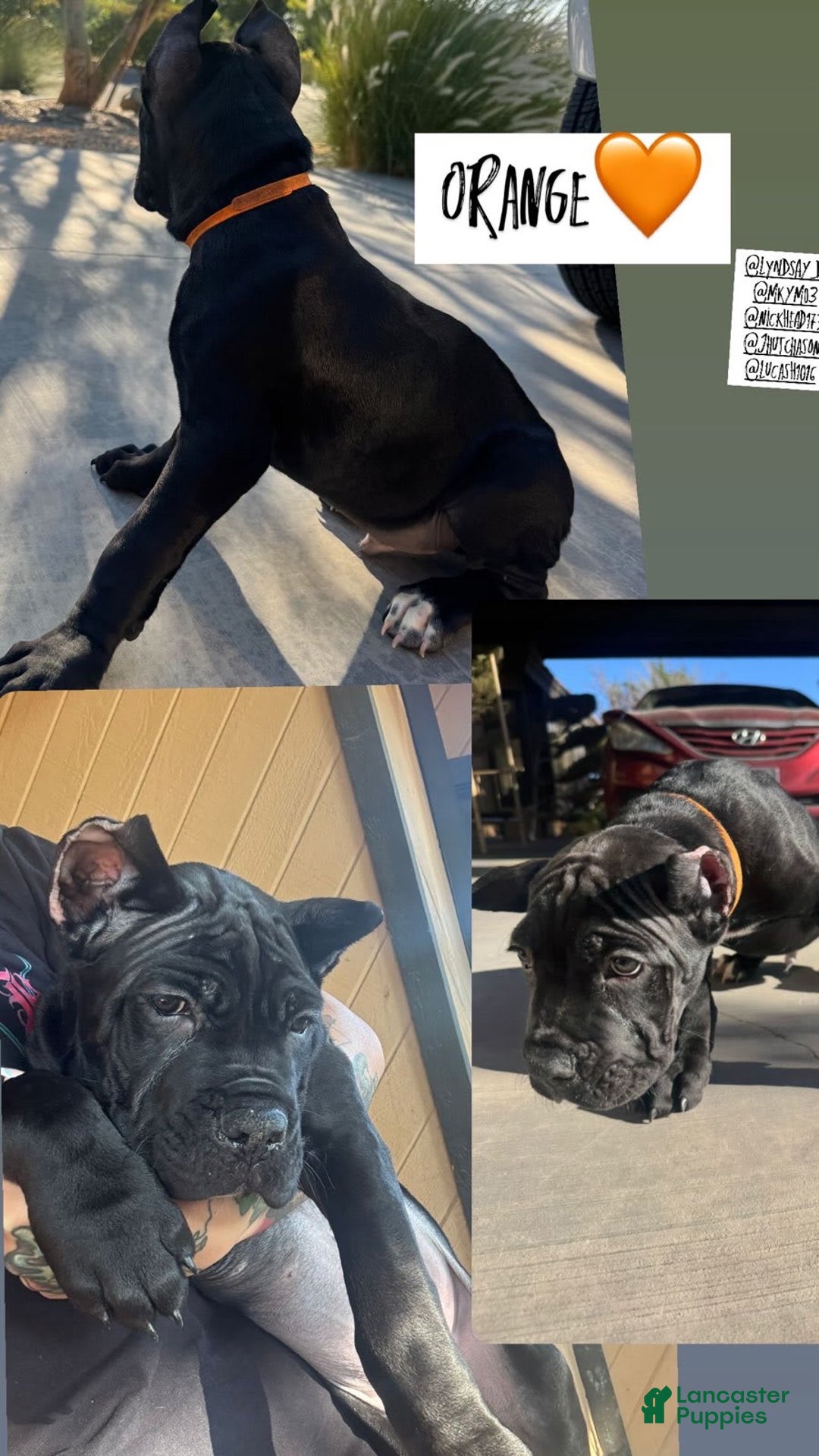 Cane Corso dogs for sale: Orange - Image 1