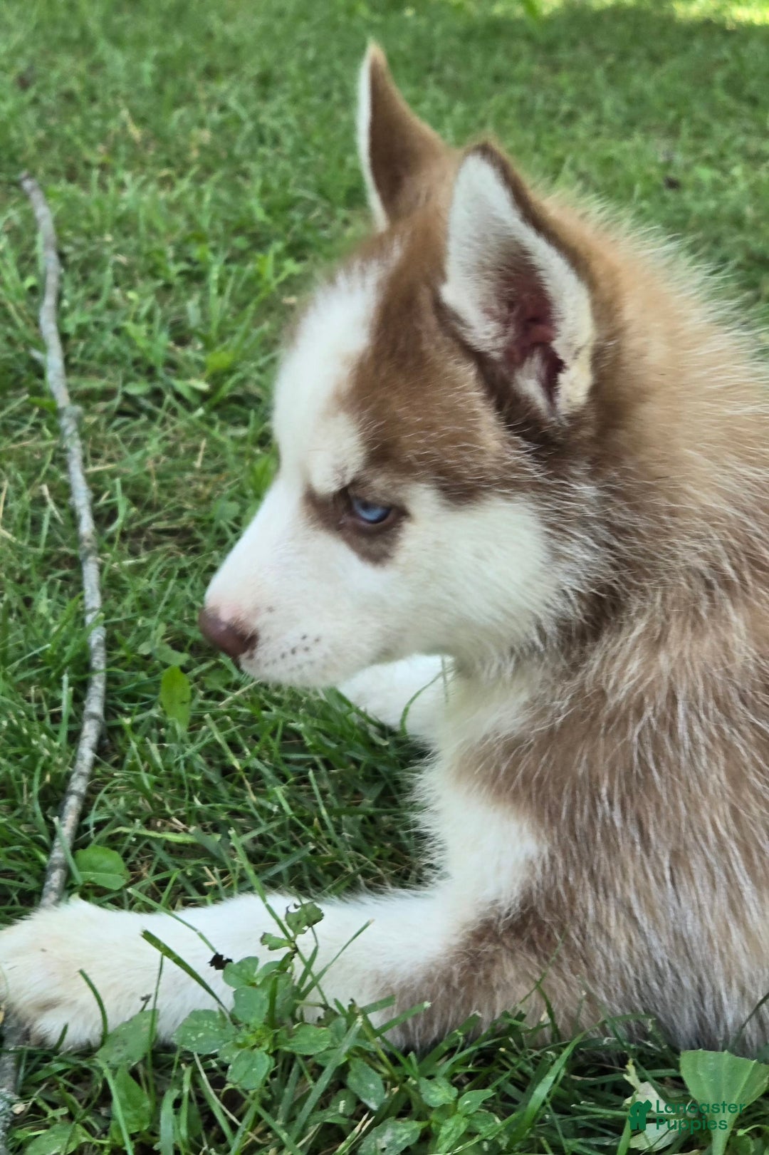 Siberian Husky dogs for sale: Briar - Image 3