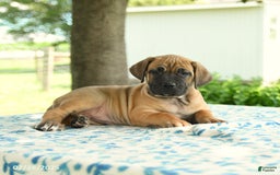 Cane Corso dogs for sale: Harmony - Image 1