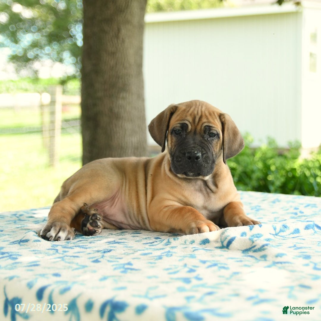 Cane Corso dogs for sale: Harmony - Image 1