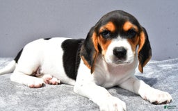 Beagle dogs for sale: Trixie - Image 3