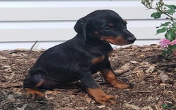 Doberman Pinscher dogs for sale: Jax - Image 1